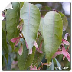 acer laevigatum